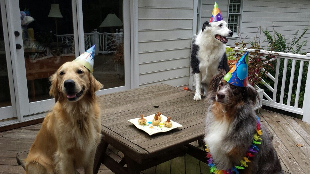 Birthday-Party-For-The-Dogs-In-The-House.jpg