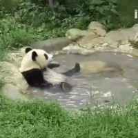 c004f6812da746a01d1af15ab6a2d783_w200.gif