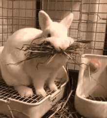 bunny-eating.gif
