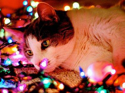 holiday-traditions-from-around-the-globe-L-ThuH_S.jpeg