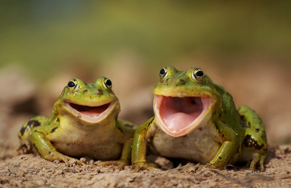 two-happy-frogs-big.jpg