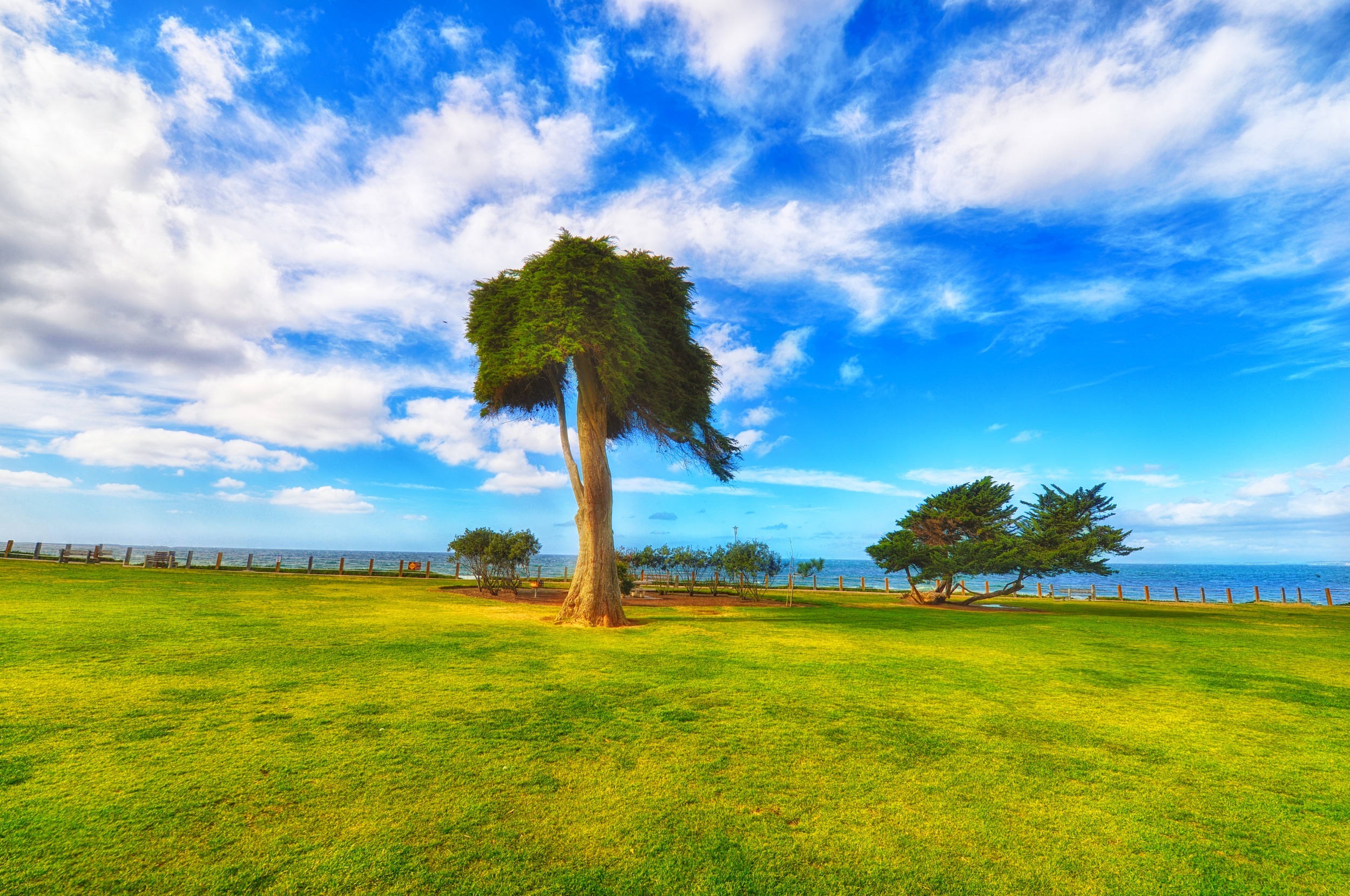 tree-in-la-jolla.jpg