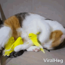 cuddling-viralhog.gif