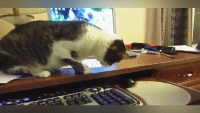 mouse-toss