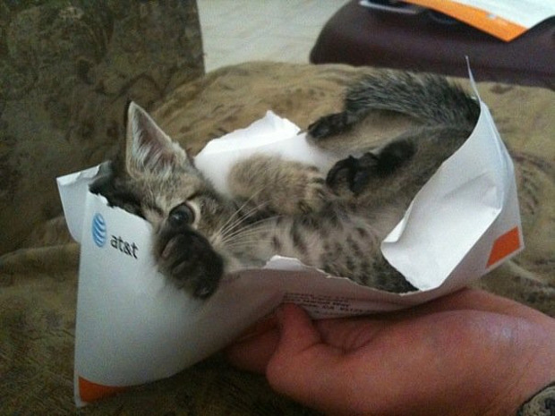 envelope-kitten.jpg
