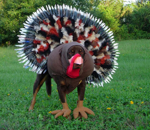 dogturkey7.jpg
