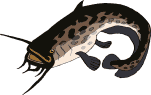 Animated-catfish-out-of-water.gif