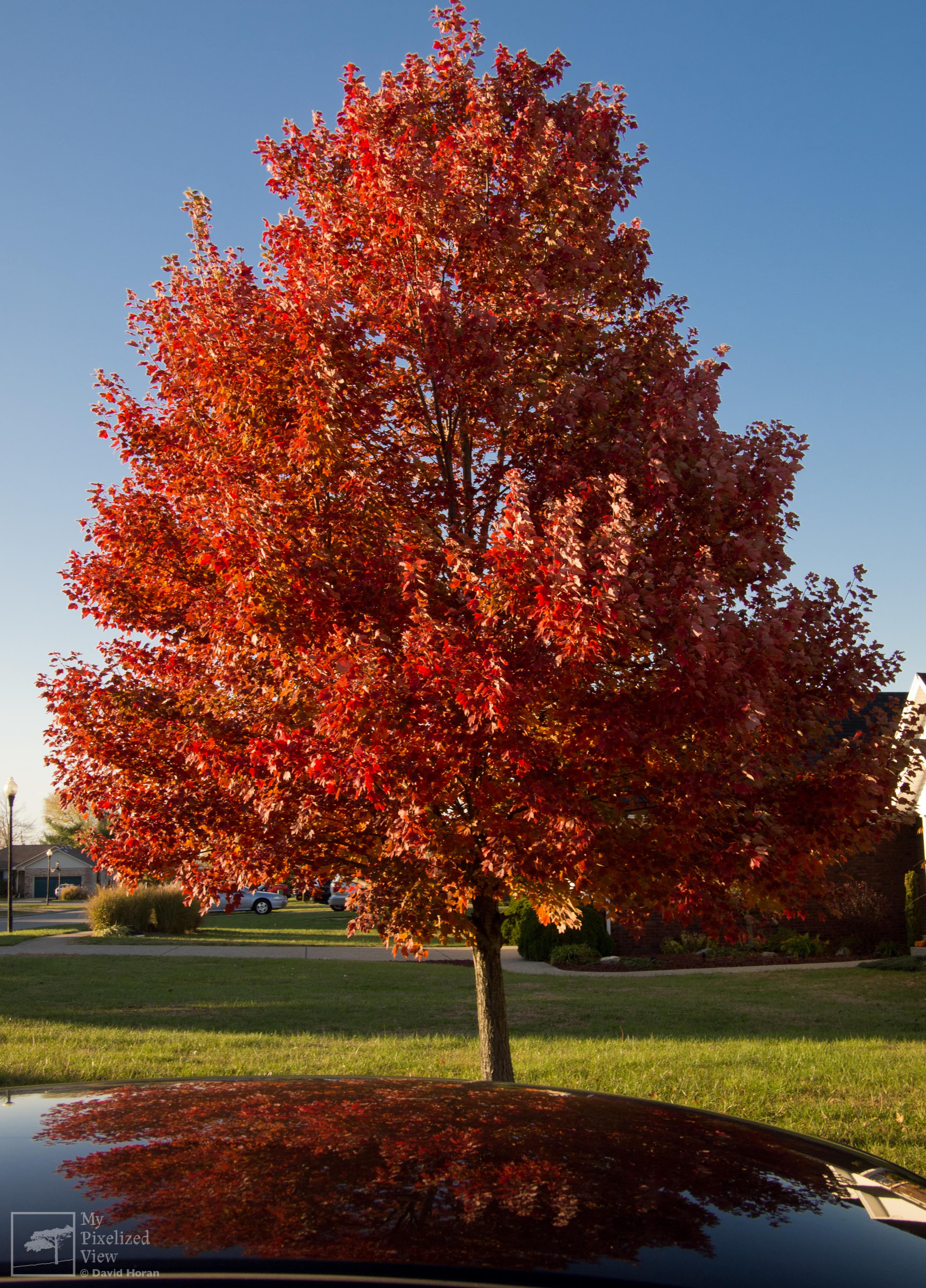 fall-tree.jpg