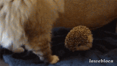 if-i-sits-i-ouch