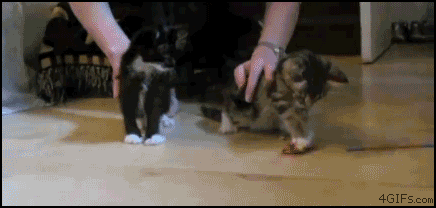 riflechuck_cat.gif