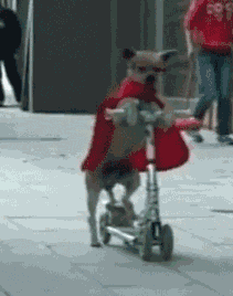 super-chihuahua-away
