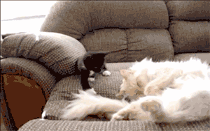 3w6xEFx.gif