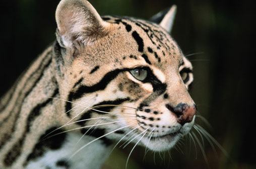 ocelot.jpg