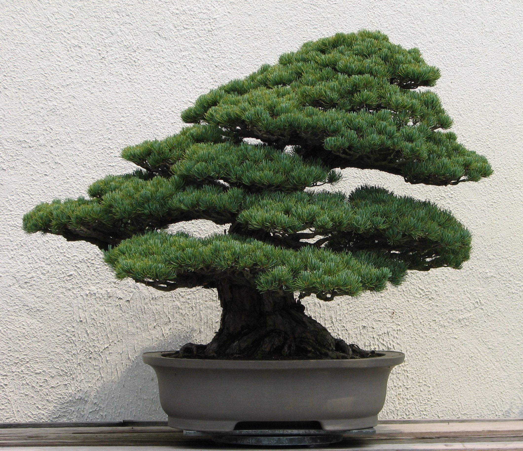 Japanese_White_Pine,_unknown-2007.jpg