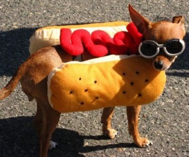 pet-hot-dog-costume-shades.jpg
