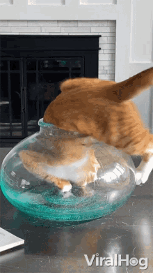 squeezed-into-a-bowl-viralhog.gif