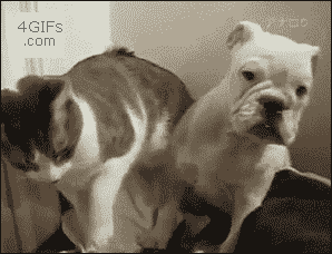 26194a013a9b904a88d835fcefc8180a.gif