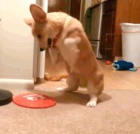 f4bc60d347e25362c9ce0097b1a2ef17_w200.gif
