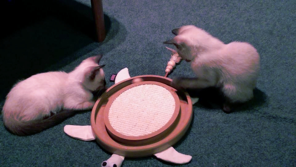 9wGmnpH.jpg