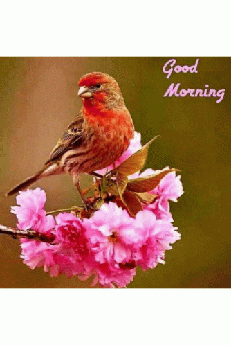 good-morning-bird.gif