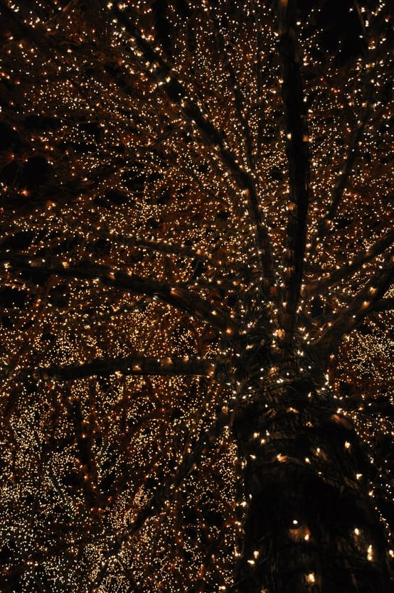 Christmas-lights-in-tree.jpg