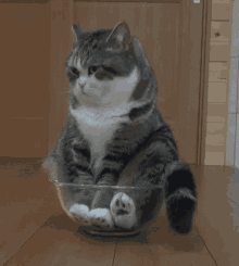 cat-funny-cats.gif