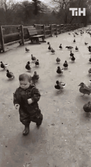 ducks-following-baby-this-is-happening.gif