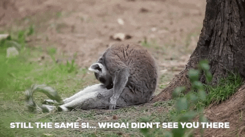 animal-still-same-si-whoa-didnt-see-there