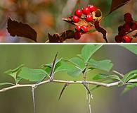Crataegus_viridis.jpg
