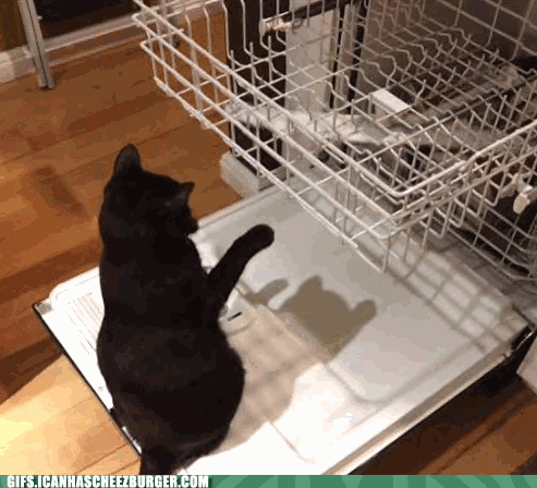 cat-and-dishwasher.gif
