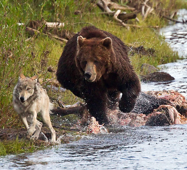 wolf-bear_1749454i.jpg