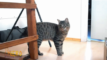i-make-my-own-cat-beds
