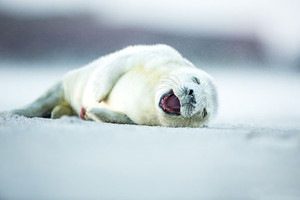 cute-smiling-animals-16.jpg