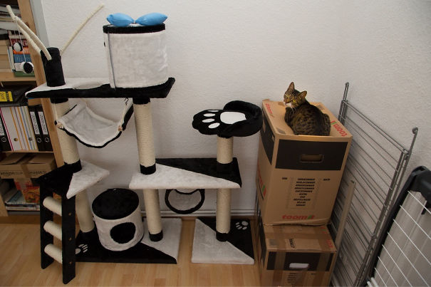 cat-logic-funny-8__605.jpg