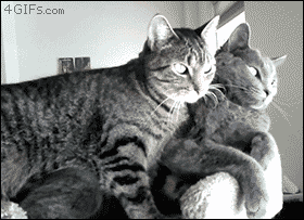tumblr_meea0hjv3z1qdlh1io1_400.gif