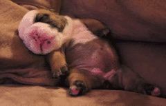 shh-hes-dreaming