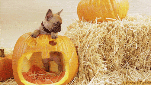 fall-is-the-best-season.gif