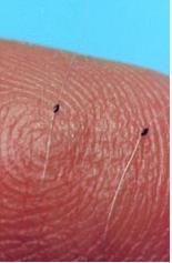 Bare_Bead_Thermistors_250x250_250x250.JPG