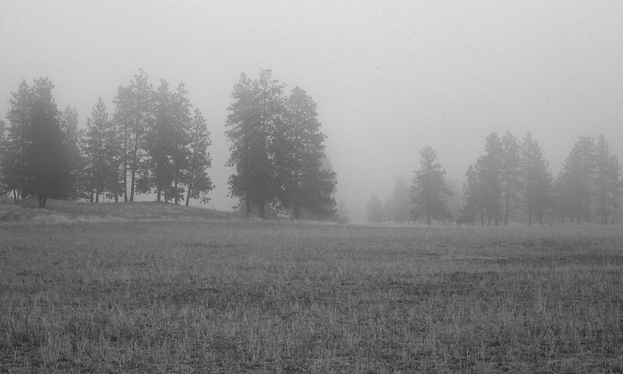 Zombie-Fog-Deux.jpg