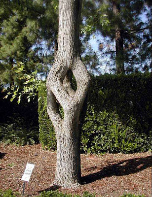 tree07.jpg