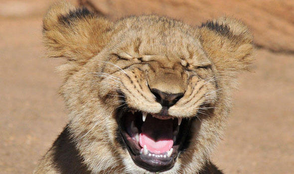 lion-374813.jpg