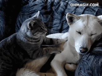 OYU808F.gif