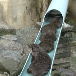 otter-water-slide