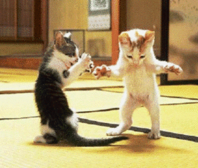 kittendance-gif.588533