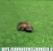 animal-gifs-platypus-waddle