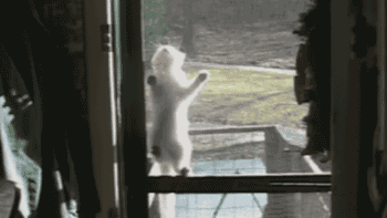 kitty-opens-a-door