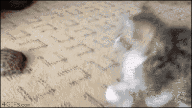 d9j6vz5.gif