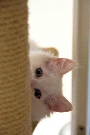 hai_cat.jpg