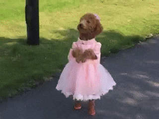 giphy.gif