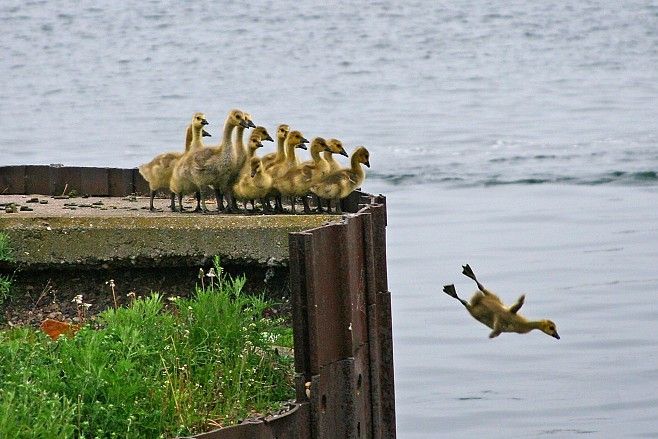 fun_ducks.jpg